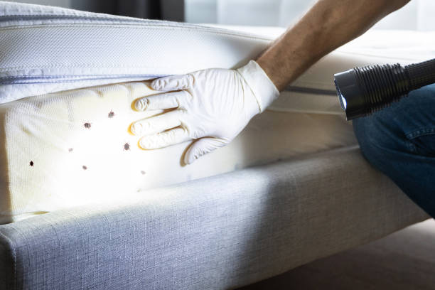 Best Pest Control Near Me in St Clair, MO