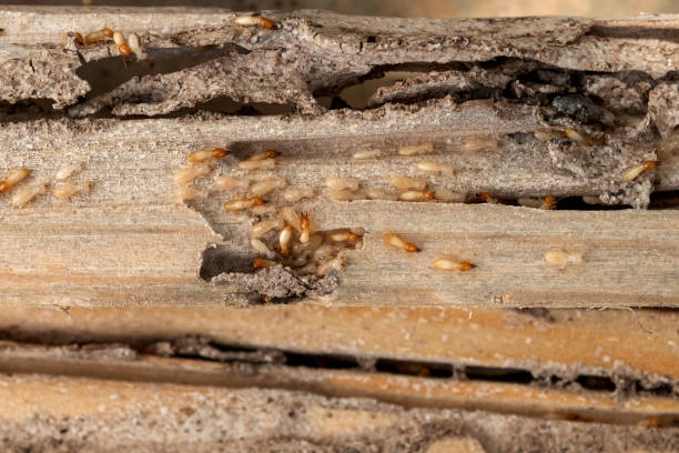 Best Pest Removal Services  in St Clair, MO