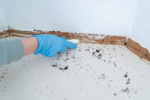 Best Wasp Removal Services  in St Clair, MO
